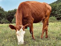 The Cow