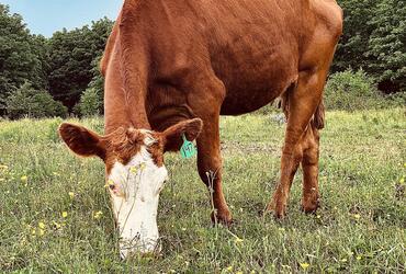 The Cow